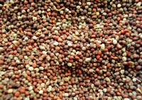“LE SPEZIE: ODORI E SAPORI DAL MONDO”
