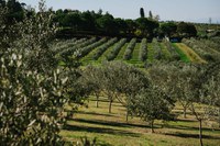Incontri d'olio – Evo senza confini
