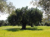 L’olio Evo dei colli bolognesi ottiene l’IGP