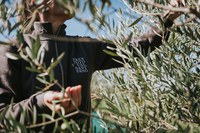 Porte aperte in Frantoio