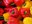 TANDEM CULINARIO - FARS̆YROVANI PERETS’