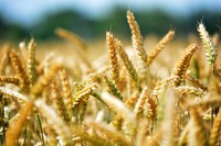 Mille modi di dire cereali Mille modi di dire cereali