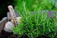 Erbe aromatiche, le spezie del Mediterraneo Erbe aromatiche, le spezie del Mediterraneo