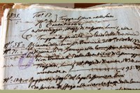 L' olivo nel territorio imolese da ieri a oggi